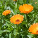 1605467976_Calendula-une-plante-medicinale-aux-bienfaits.jpg