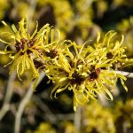 1605519384_6-plantes-medicinales-contre-les-varices.jpg