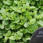 Melissa, une plante médicinale relaxante et revigorante 1605535772_Melissa-une-plante-medicinale-relaxante-et-revigorante.jpg