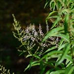 1605540597_La-citronnelle-une-plante-medicinale-apaisante-et-revigorante.jpg