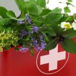 1605583565_10-plantes-medicinales-de-premiers-soins.jpg