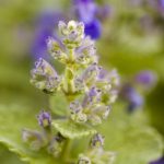 1605625830_Catmint-plante-medicinale-digestive.jpg