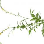 Agrimoine-plante-medicinale-pour-les-troubles-urinaires-et-une-mauvaise.jpg