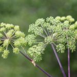 Angelique-plante-medicinale-contre-lindigestion-et-contre-la-bronchite.jpg