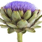 Artichaut-plante-detoxifiante-et-protectrice-du-foie.jpg