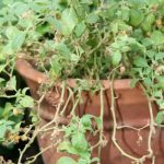 Bufera-plante-medicinale-pour-le-stress-ou-lepuisement.jpg