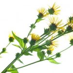 Enula, plante médicinale pour les affections respiratoires Enula-plante-medicinale-pour-les-affections-respiratoires.jpg