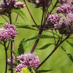 Eupatorio canabina, plante médicinale antirhumatismale Eupatorio-canabina-plante-medicinale-antirhumatismale.jpg