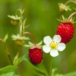 Fraise-des-bois-plante-aux-proprietes-curatives.jpg