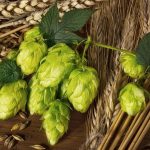 Houblon-plante-medicinale-digestive-et-tonique-du-systeme-nerveux.jpg
