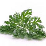 Labsinthe-une-plante-medicinale-utilisee-comme-stimulant-digestif.jpg