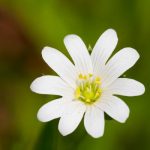 Le mouron des oiseaux, plante médicinale apaisante pour la peau Le-mouron-des-oiseaux-plante-medicinale-apaisante-pour-la-peau.jpg