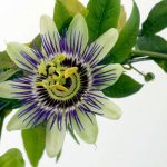 Passiflore-plante-medicinale-sedative-et-hypotensive.jpg