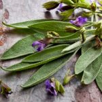 Salvia, une plante médicinale associée à la longévité Salvia-une-plante-medicinale-associee-a-la-longevite.jpg