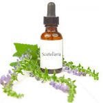 Skullcap-plante-relaxante-sedative-et-antispasmodique.jpg
