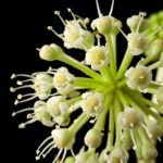 Spinacardo-plante-medicinale-expectorante-et-detoxifiante.jpg