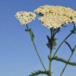 Yarrow-plante-medicinale-a-usage-gynecologique.jpg
