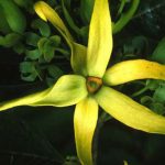 Ylang Ylang et ses propriétés médicinales Ylang-Ylang-et-ses-proprietes-medicinales.jpg